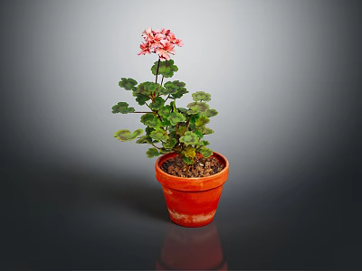 Healthy Pink Flowering Potted Plant With Green Leaves In Orange Clay Pot 3d model