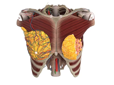 Human Chest Organs 3D Anatomical Illustration with Lungs Muscles and Blood Vessels 3d model