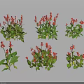 Red Flowering Plants with Green Leaves in Various Forms for Garden Landscaping or Potted