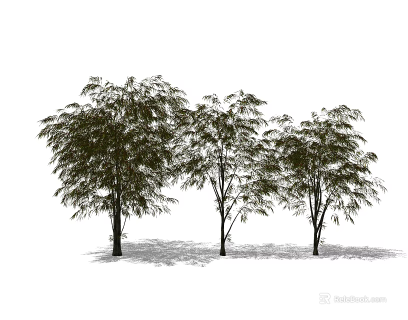 Three Arbor Trees With Lush Leaves And Slender Trunks On White Background 3d model