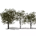 Three Arbor Trees With Lush Leaves And Slender Trunks On White Background 3d model