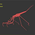 Praying Mantis With Orange Body Green Forelegs And Long Slender Legs Against Gray Gradient Background