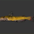 Vibrant Yellow Orange Catfish With Black Fins Tail Open Mouth And Whiskers On Gray Background