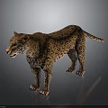Leopard Standing on Dark Reflective Surface with Orange Fur and Black Spots 3d model
