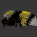 Fluffy Yellow And Black Bumblebee With Transparent Red Veined Wings On Dark Background