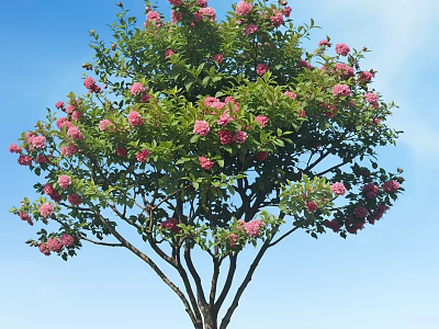 Tall Tree With Abundant Pink Flowers Green Leaves Against Clear Blue Sky 3d model