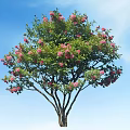 Tall Tree With Abundant Pink Flowers Green Leaves Against Clear Blue Sky