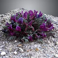 Purple Flowers Growing In Gravel With Green Leaves And Small Stones