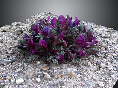 Purple Flowers Growing In Gravel With Green Leaves And Small Stones 3d model