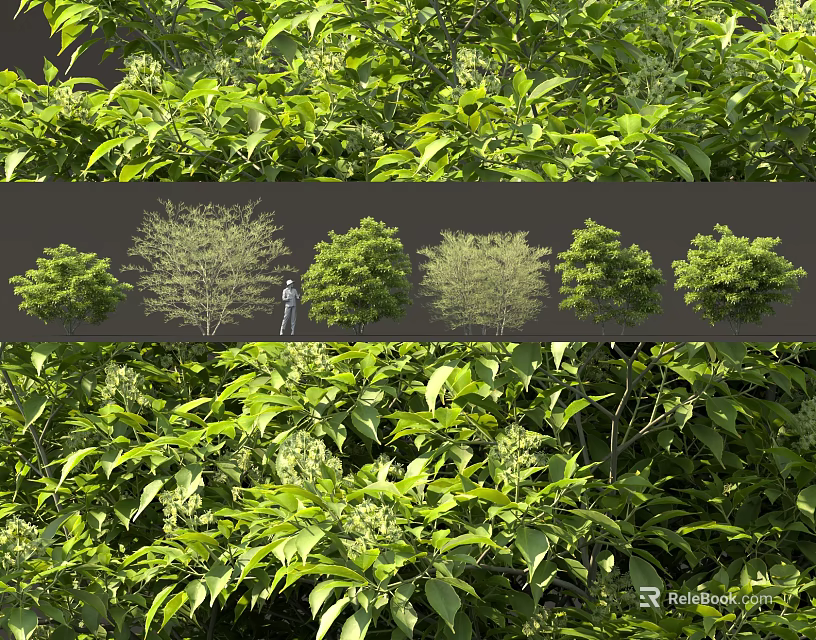 Various Ornamental Shrub Varieties with Lush Green Foliage for Garden Landscaping 3d model 