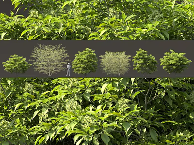 Various Ornamental Shrub Varieties with Lush Green Foliage for Garden Landscaping 3d model