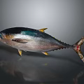Whole Tuna Fish with Dark Back Light Belly and Yellow Fins on Gray Background
