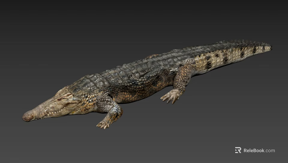 Realistic Crocodile Reptile With Detailed Scaly Skin And Lifelike Body Posture 3d model 