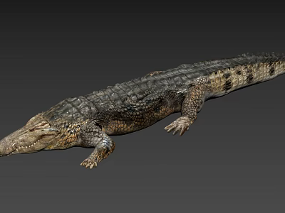 Realistic Crocodile Reptile With Detailed Scaly Skin And Lifelike Body Posture 3d model