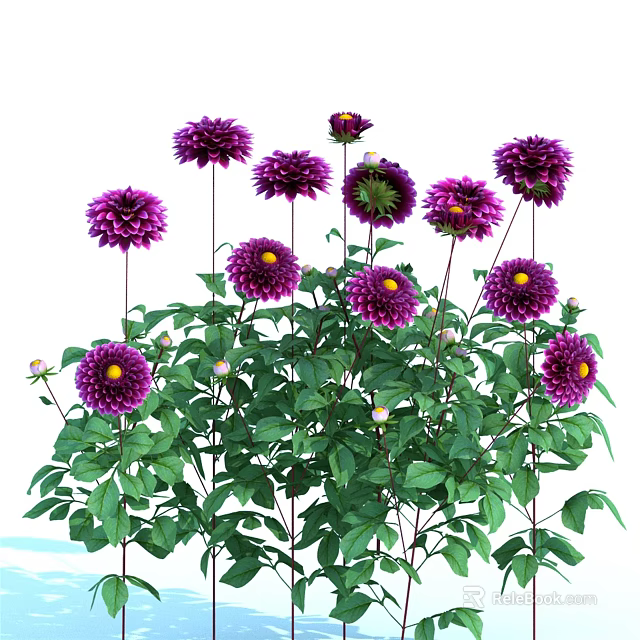Beautiful Purple Dahlias with Lush Green Leaves and Small White Flowers Blooming 3d model 