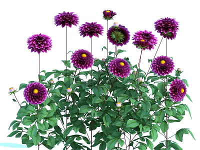 Beautiful Purple Dahlias with Lush Green Leaves and Small White Flowers Blooming 3d model