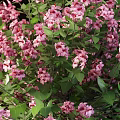 Vibrant Assorted Flowering Plants With Pink White Yellow Blooms And Lush Green Foliage