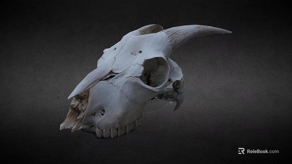 White Horned Animal Skull Display On Dark Background With Detailed Features 3d model 