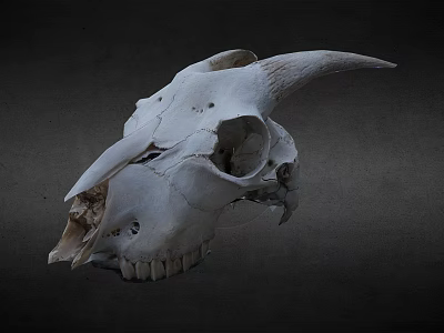 White Horned Animal Skull Display On Dark Background With Detailed Features 3d model