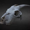 White Horned Animal Skull Display On Dark Background With Detailed Features