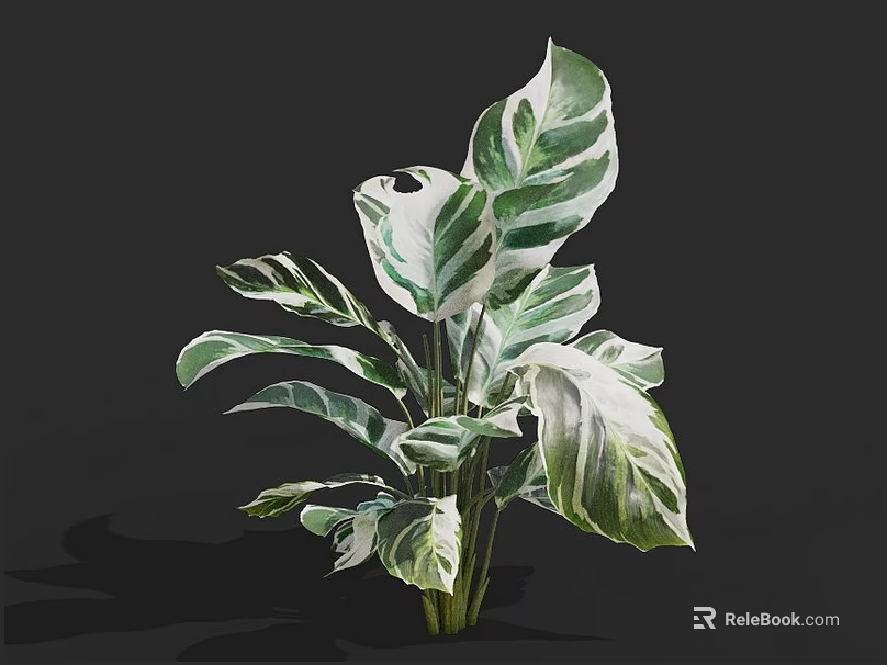 Lush Indoor Houseplant With Large Green And White Variegated Leaves And Lush Foliage 3d model 
