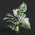 Lush Indoor Houseplant With Large Green And White Variegated Leaves And Lush Foliage