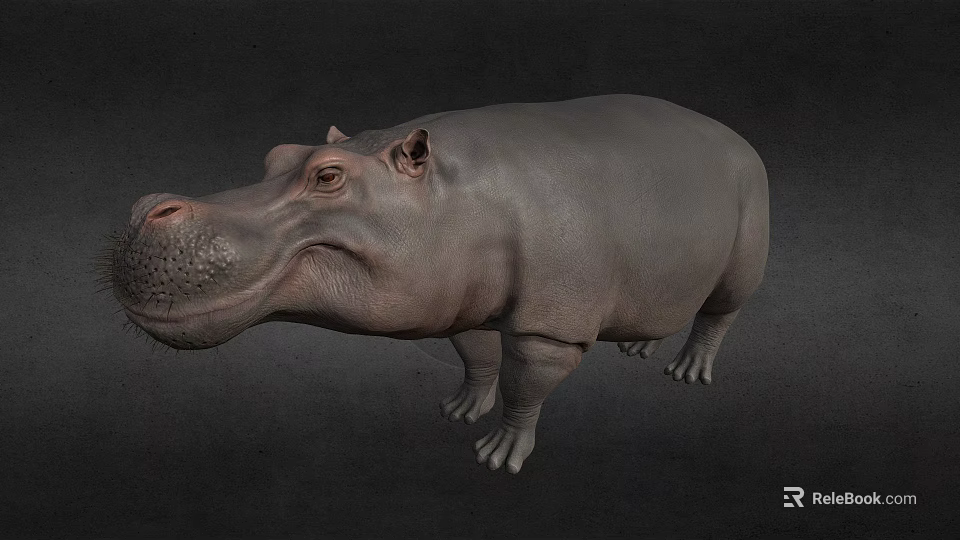 Realistic Hippopotamus 3D Model With Grey Skin And Standing Pose 3d model 