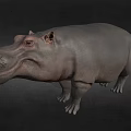 Realistic Hippopotamus 3D Model With Grey Skin And Standing Pose