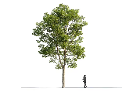 Tall Arbor With Green Foliage And Human Figure On White Background 3d model