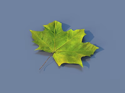 Fresh Green Maple Leaf Placed On Smooth Blue Background Surface 3d model