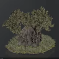 Large Sturdy Tree With Thick Trunk Exposed Roots And Surrounding Grass