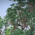 Tall Tree With Exposed Roots Twisted Trunk And Green Foliage In Light Blue Sky