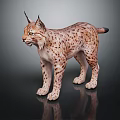 Realistic Wild Lynx with Spotted Fur Standing on Dark Background Showing Reflection 3d model