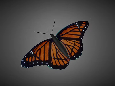 Orange And Black Butterfly With White Spots On Wings Against Gray Background 3d model