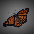 Orange And Black Butterfly With White Spots On Wings Against Gray Background