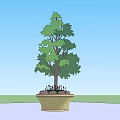 Woven Tree Planter With Green Tree And Small Plants Under Blue Sky