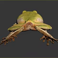 Vibrant Yellow Frog With Pink Legs Standing On Dark Reflective Surface