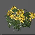 Vibrant Yellow Flowers with Lush Green Leaves in Natural Garden Setting