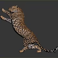 Realistic Spotted Leopard Standing On Hind Legs With Dark Background 3d model