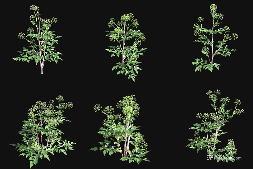 Fresh Green Herbal Plants With Multiple Stems Leaves And Small Flower Clusters 3d model
