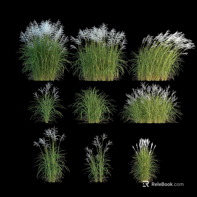 Ornamental Grasses Collection With Lush Green Foliage And Feathery White Blooms 3d model 