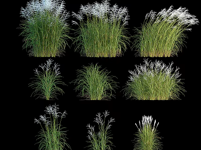 Ornamental Grasses Collection With Lush Green Foliage And Feathery White Blooms 3d model