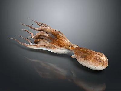 Realistic Brown White Octopus With Long Tentacles And Textured Skin 3d model