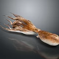 Realistic Brown White Octopus With Long Tentacles And Textured Skin 3d model