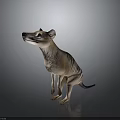 Tasmanian Tiger 3D Model in Standing Pose with Detailed Features and Gray Gradient Background