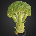 Fresh Green Broccoli Vegetable with Tender Florets and Crisp Healthy Stems