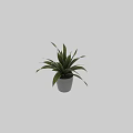 Decorative Potted Plant With Green And White Striped Leaves In White Pot