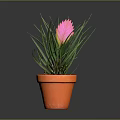 Vibrant Houseplant With Long Green Leaves And Pink Flower In Orange Pot