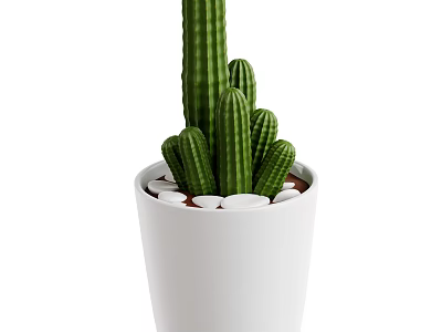 Cactus Plant in White Pot with White Stones for Indoor Decoration 3d model