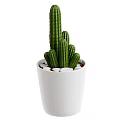 Cactus Plant in White Pot with White Stones for Indoor Decoration